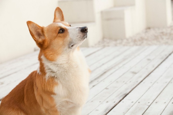 じっと見つめる犬