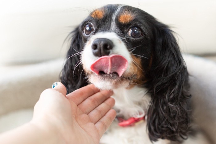 舌を出す犬