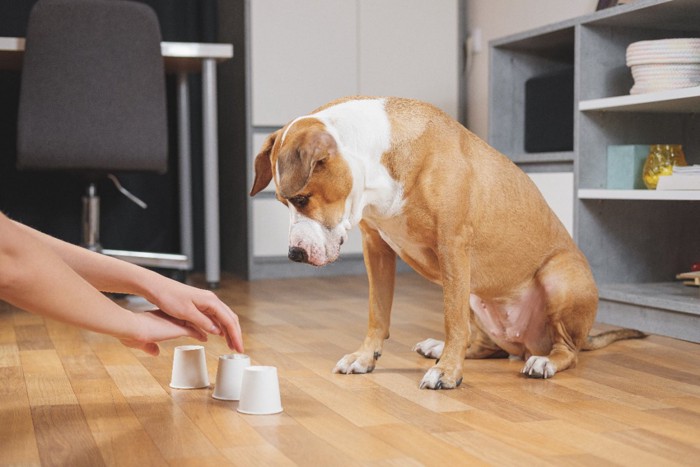 知育遊びをする犬