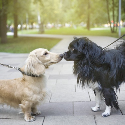 鼻をくっつける二匹の犬