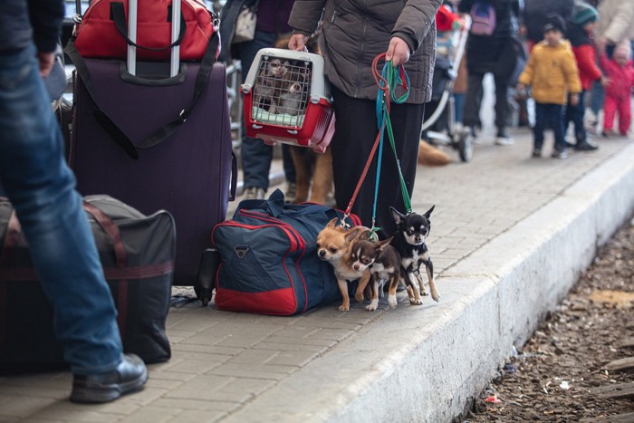 避難する人の列、犬5匹を連れた人