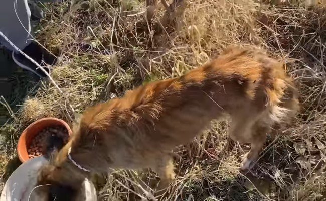 水を飲む犬