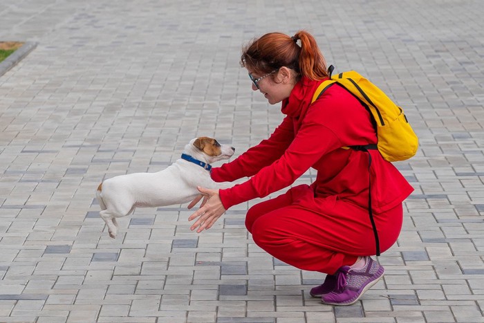 女性に喜んで駆け寄る犬