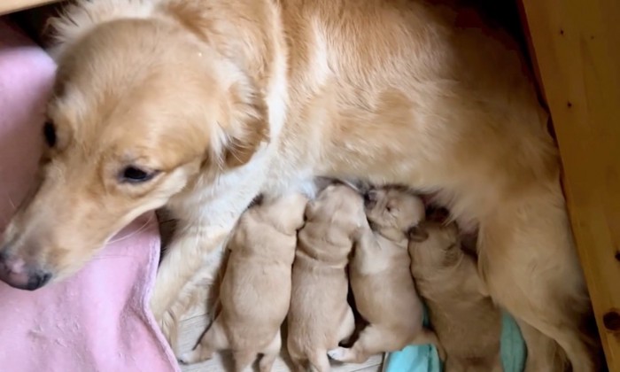 子育て中のお母さん犬