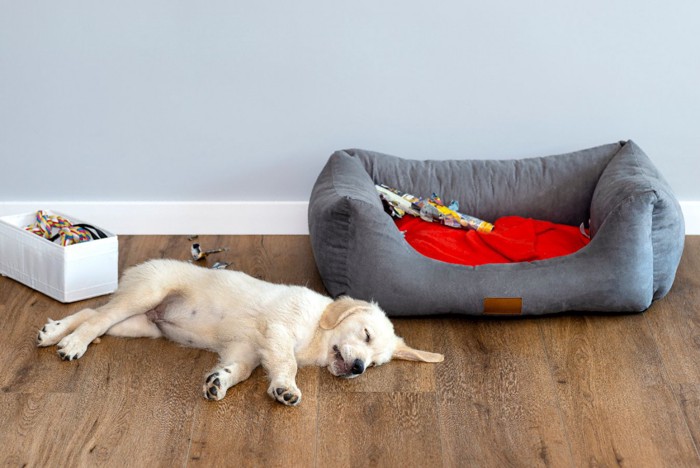 犬用ベッドの横で寝る子犬