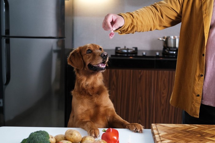 食べ物が欲しそうに立ち上がる犬