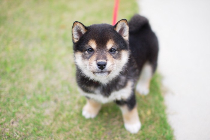 柴犬のパピー