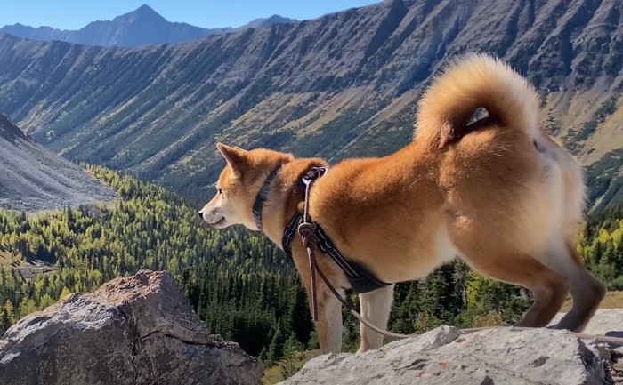 岩の上に立つ犬