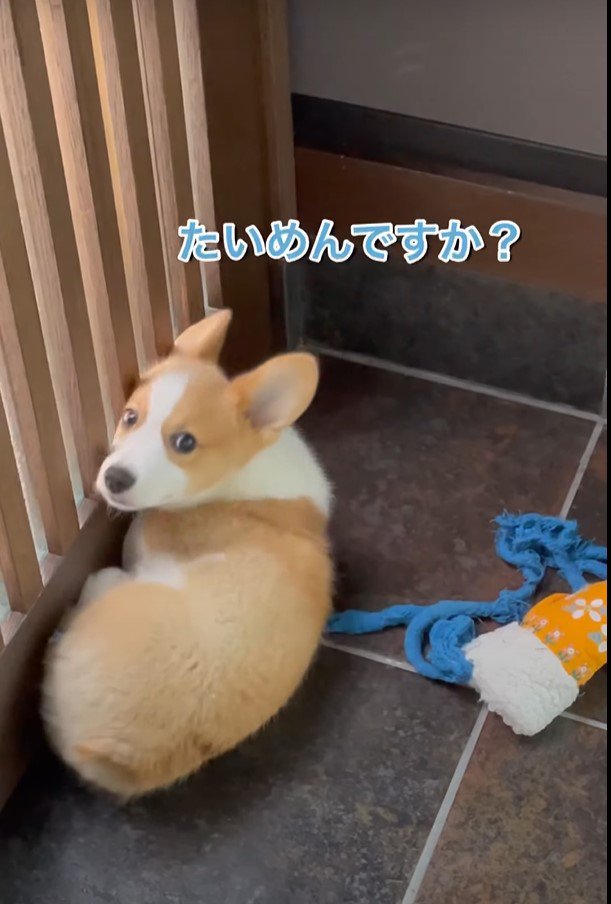 振り向く子犬