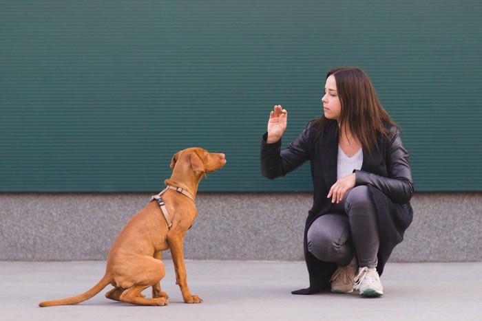 お手をしない犬