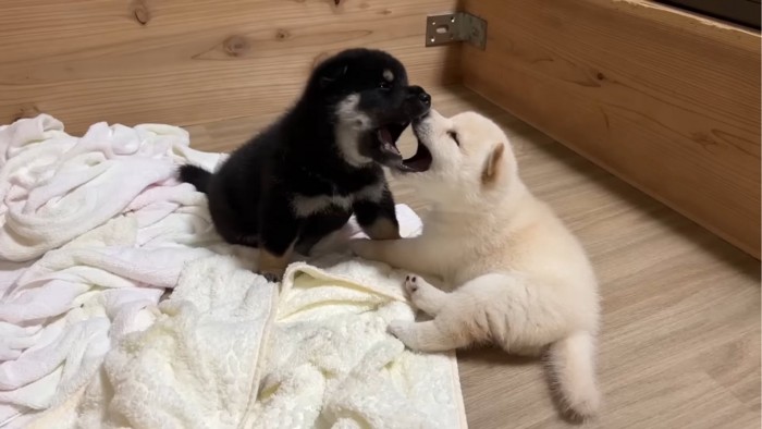 口を開ける2匹の子犬