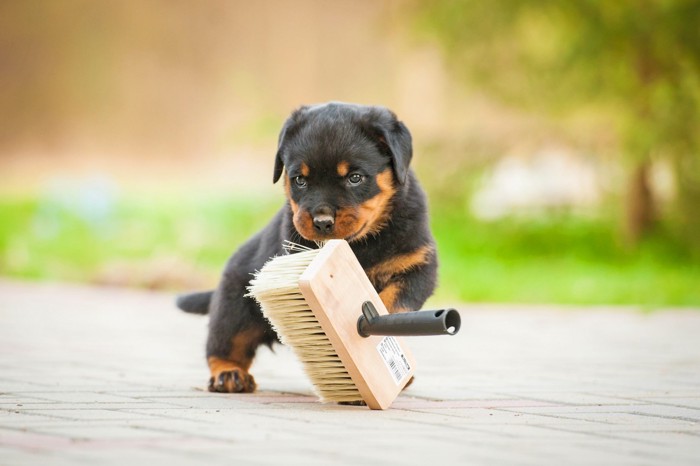 ブラシをくわえる子犬