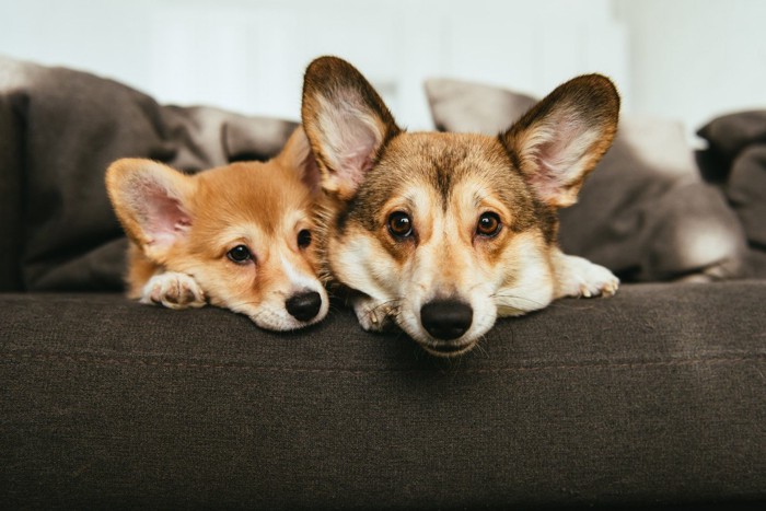 コーギー成犬と子犬