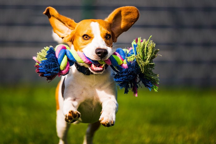 ロープをくわえる犬