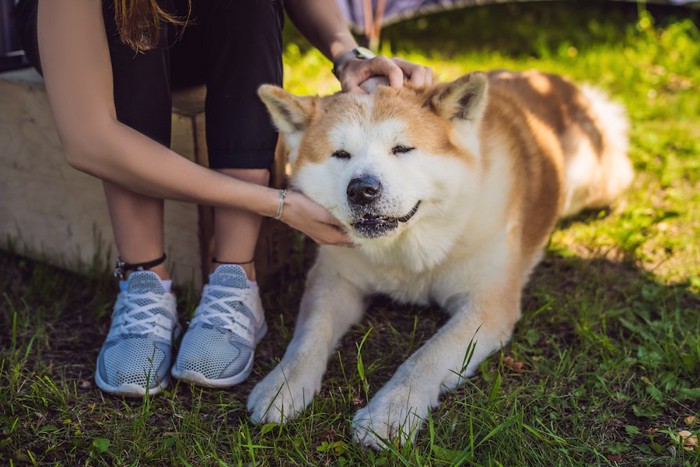 飼い主に撫でられている秋田犬