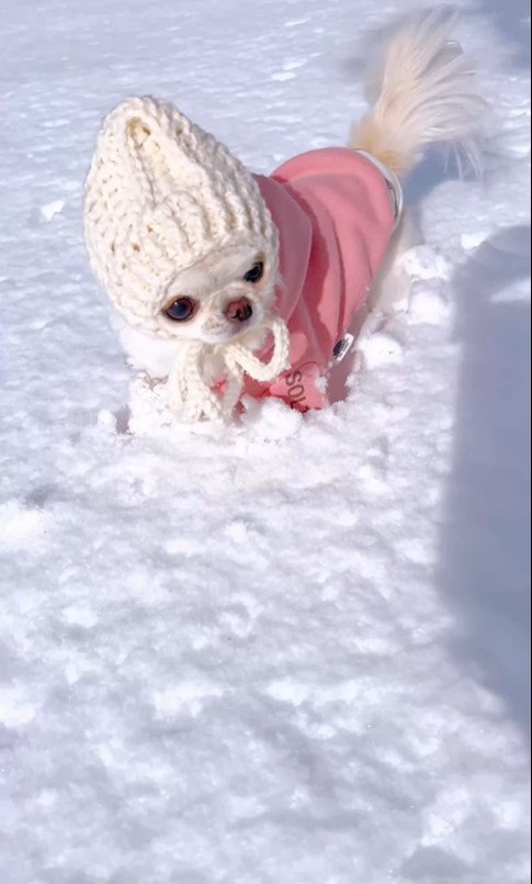 雪に戸惑うおかゆちゃん4