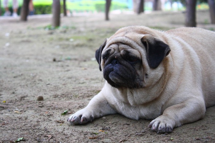 動こうとしない肥満犬