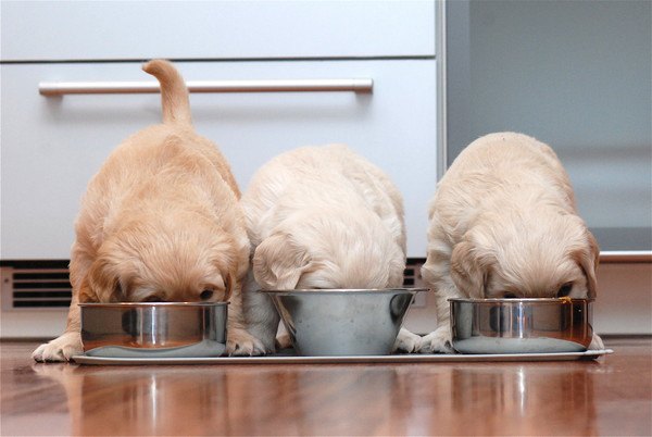 ご飯を食べる犬