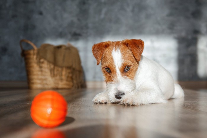 ボールと嫌そうな犬