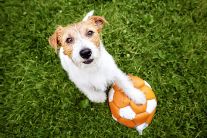 ボールで遊ぶ犬