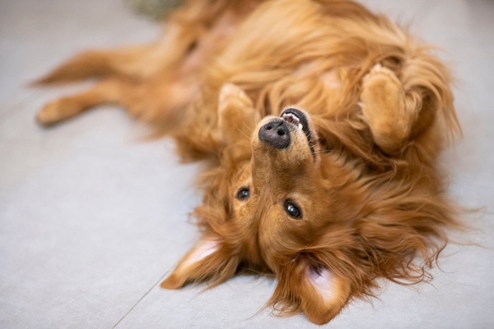 仰向けになる犬