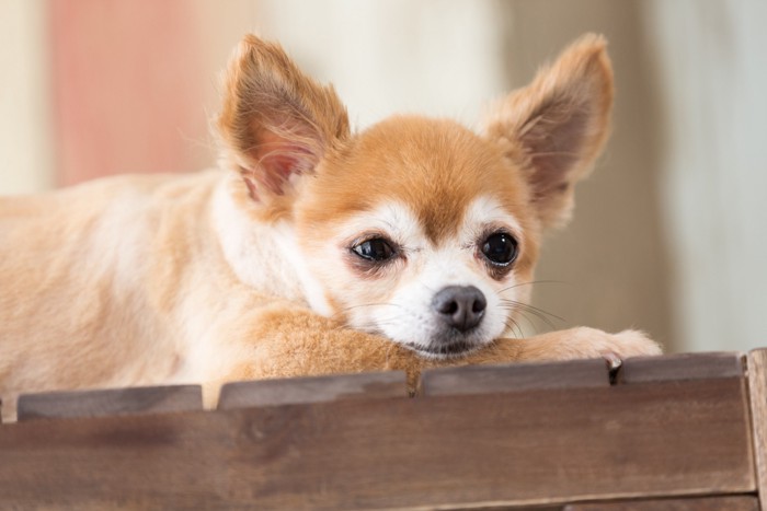 伏せる犬