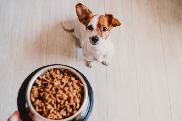 老犬がご飯を食べない理由