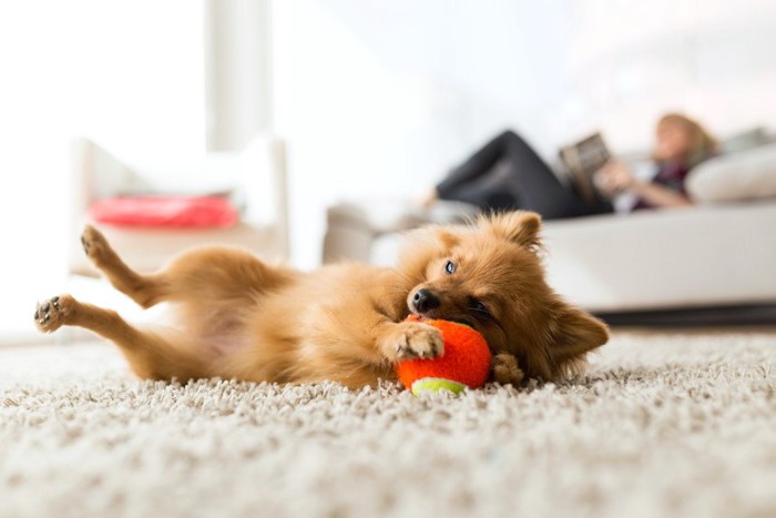 飼い主さんと離れてボールを噛む犬