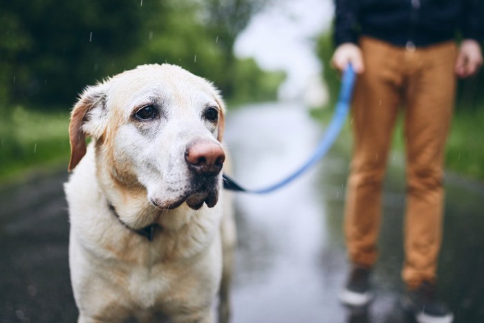 雨の中散歩する犬と男性