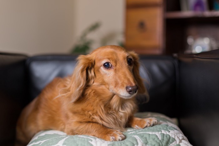 ソファに座る犬