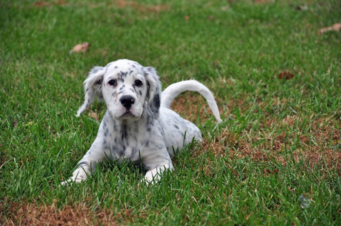 イングリッシュセッターの子犬