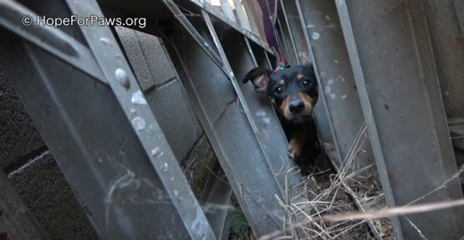 はさみうちにあう犬