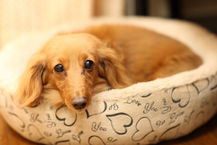 ベッドからこちらを見つめる犬