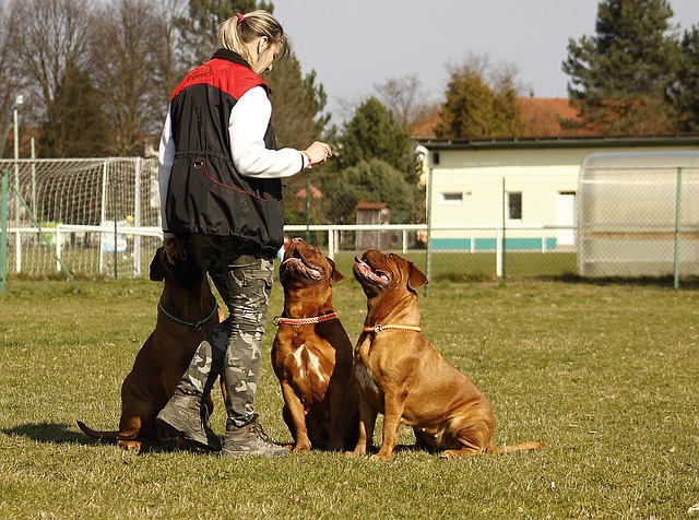 犬と遊ぶ女性