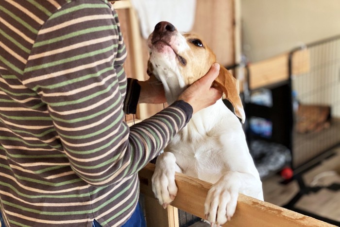 かまってほしそうにサークルから身を乗り出す犬