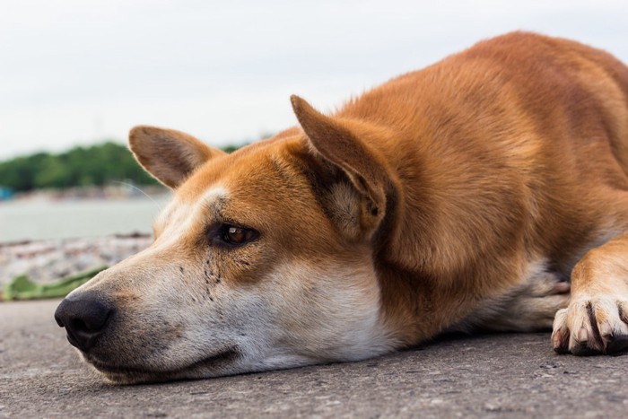 寝ている犬