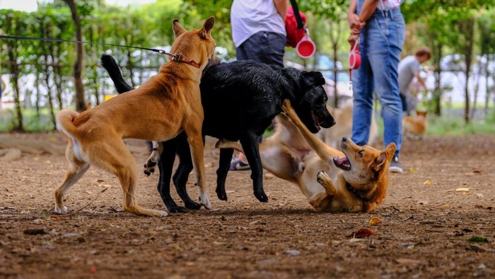 ボールを取り合う柴犬二頭