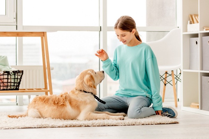 トレーニング中の犬