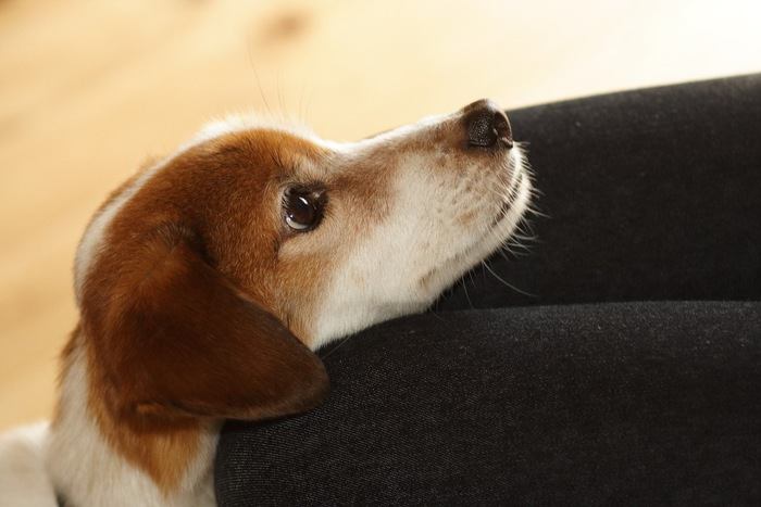 ひざにあごを乗せる犬