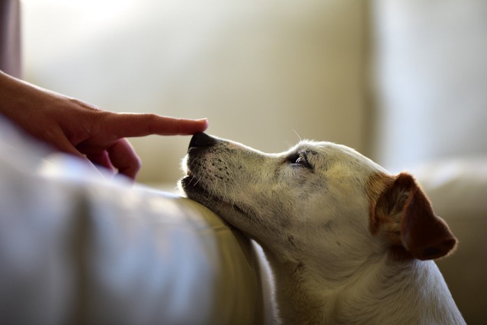 鼻を触られている犬