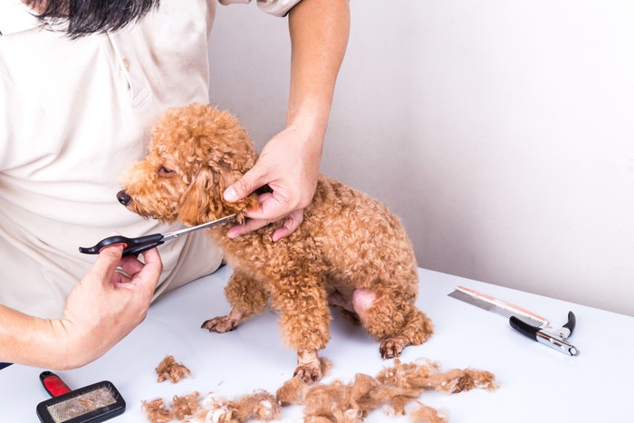 カット中の犬