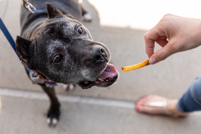 フライドポテトを食べようとする黒い犬