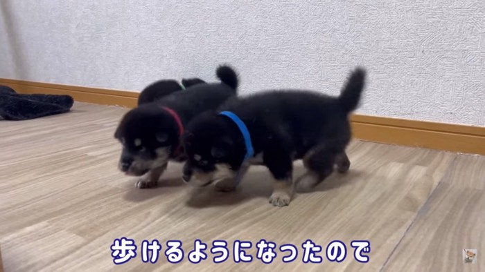 部屋を歩き回る子犬たち