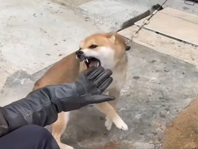 手袋をしている人に本気噛みする柴犬