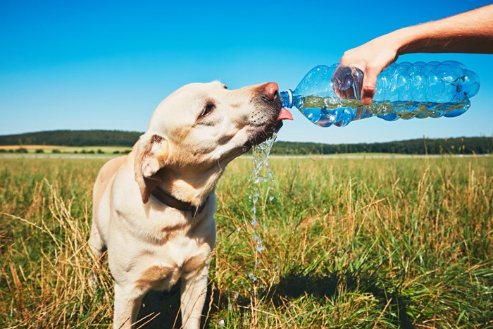 ペットボトルの水を飲む犬