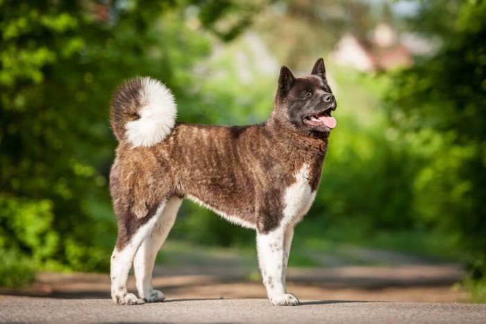 虎毛の秋田犬