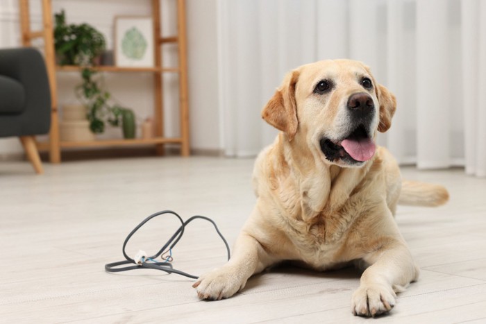 電源コードと犬