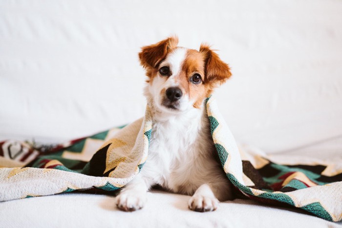 毛布を被る犬