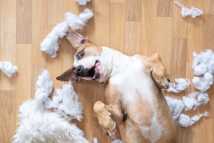 いたずらをして寝転んでこちらを見つめる犬