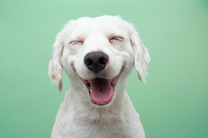 目を細めて笑う白い犬